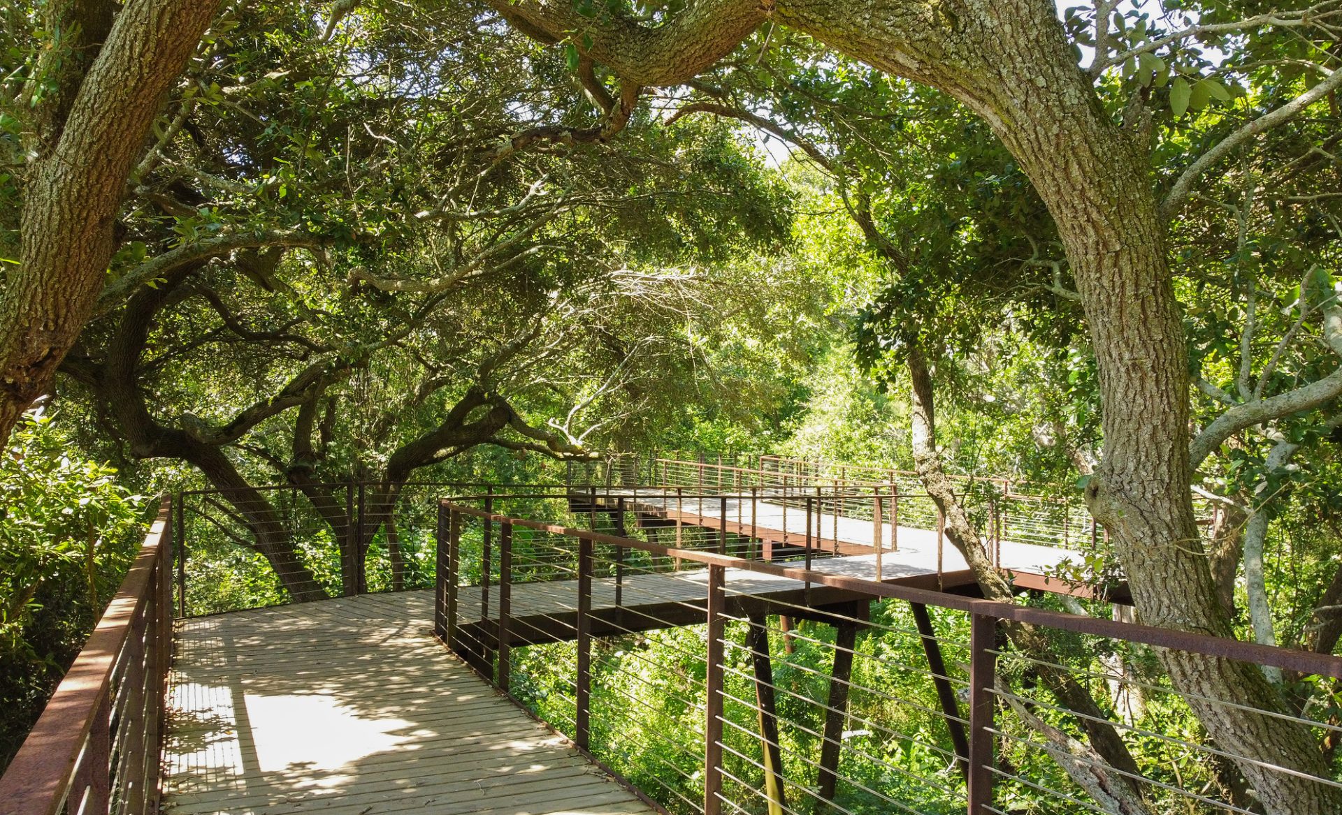 Elevated wooden walkway with weathering steel railings, surrounded by lush greenery in the High Island Sanctuary, fabricated by Renfrow+Co Elevated wooden walkway with weathering steel railings, surrounded by lush greenery in the High Island Sanctuary, fabricated by Renfrow+Co