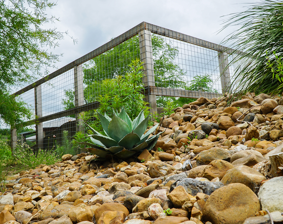 A large agave plant surrounded by rocks, with a protective metal and wire fence in the background, in John Fairey Garden
