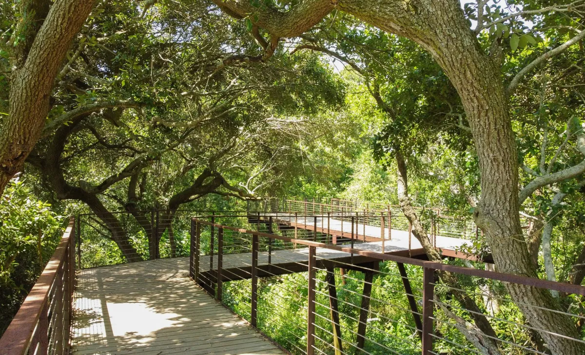 Elevated wooden walkway with weathering steel railings, surrounded by lush greenery in the High Island Sanctuary, fabricated by Renfrow+Co