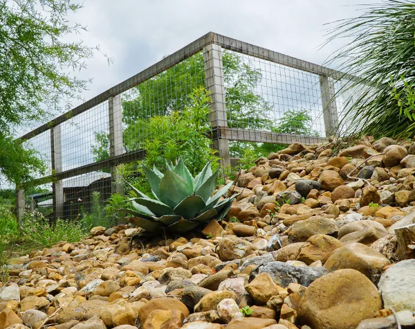 A large agave plant surrounded by rocks, with a protective metal and wire fence in the background, in John Fairey Garden
